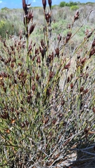 Willdenowia incurvata