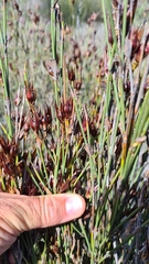 Willdenowia incurvata