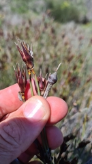 Willdenowia incurvata