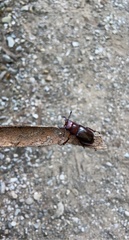 Lucanus