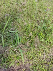 Poaceae