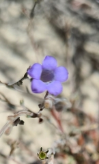 Wahlenbergia paniculata