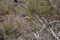 Phylica pubescens pubescens