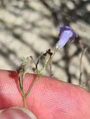 Wahlenbergia paniculata