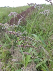 Poaceae
