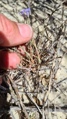 Wahlenbergia paniculata