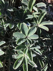 Lupinus cervinus