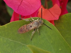 Campsomeriella thoracica