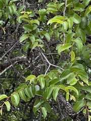Ziziphus mucronata