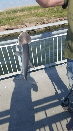 Bonnethead photographed in Louisiana