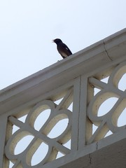 Acridotheres tristis