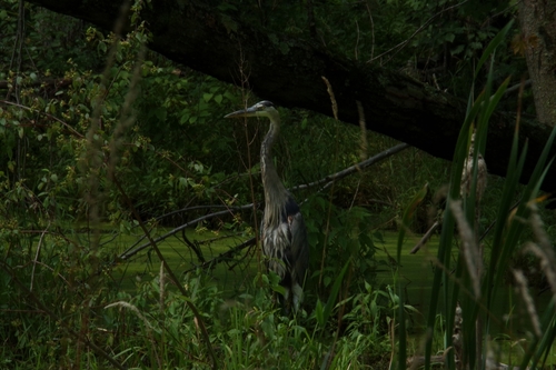 Great Blue Heron photographed in Michigan