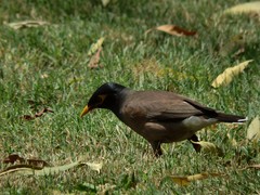 Acridotheres tristis