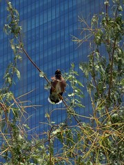 Acridotheres tristis