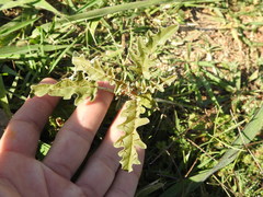 Solanum juvenale