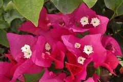 Bougainvillea