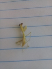 Stagmatoptera femoralis