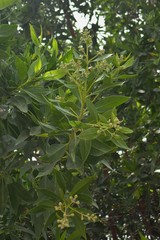 Conocarpus lancifolius