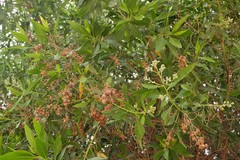 Conocarpus lancifolius
