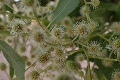 Conocarpus lancifolius