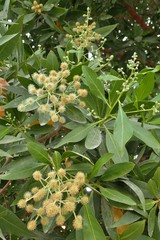 Conocarpus lancifolius