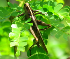 Acanthacris