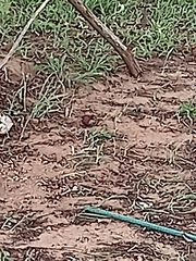 Hypargos margaritatus