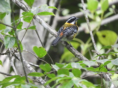 Spindalis dominicensis