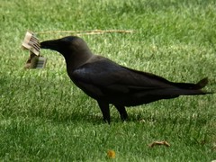 Corvus splendens