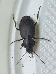 Licinus depressus