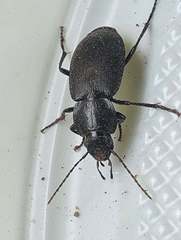 Licinus depressus