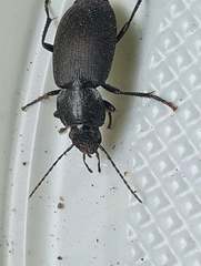Licinus depressus