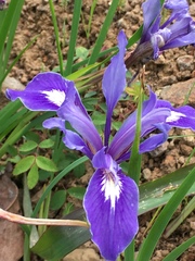 Iris macrosiphon