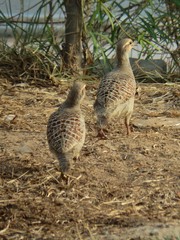 Ortygornis pondicerianus