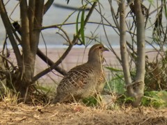 Ortygornis pondicerianus