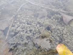 Nitella hyalina