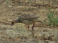 Ortygornis pondicerianus