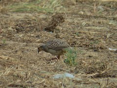 Ortygornis pondicerianus