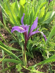 Iris macrosiphon