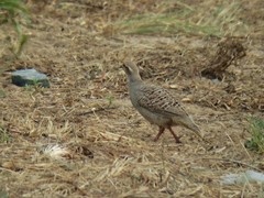 Ortygornis pondicerianus