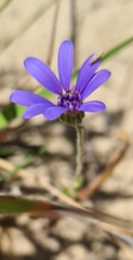 Felicia heterophylla