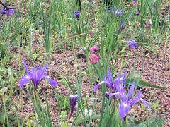 Iris macrosiphon