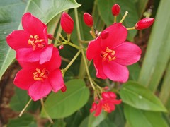 Jatropha integerrima