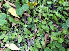 Leptinella dioica