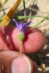 Felicia heterophylla
