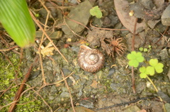 Cyclophorus formosaensis