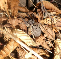Alopecosa inquilina