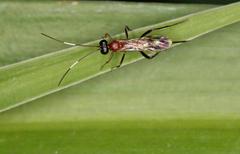 Goryphus