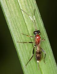 Goryphus