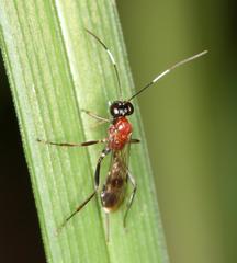 Goryphus